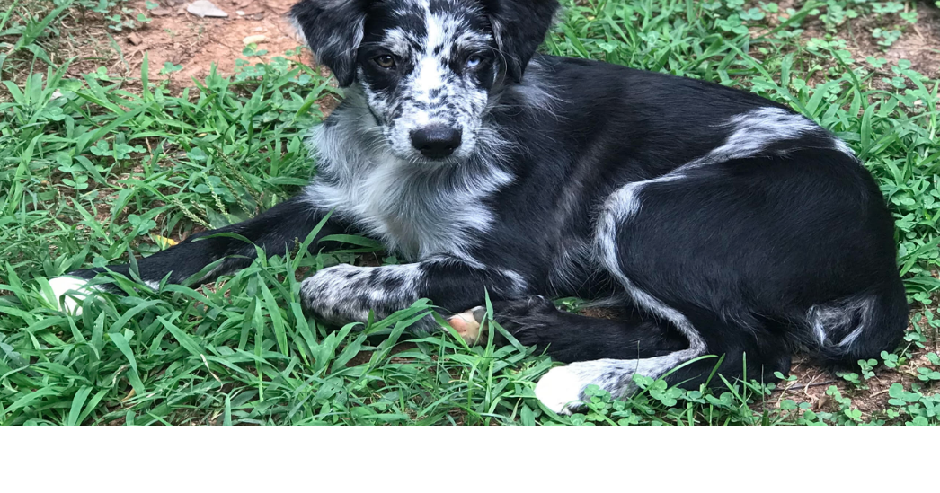 Lost Dog Blue Merle Black Australian Shepherd in Seagrove Westmoore UPDATE FOUND Pets thepilot