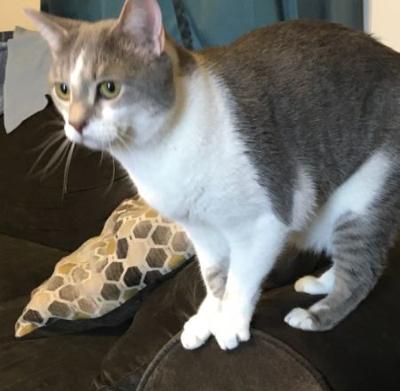Found Cat Grey And White Cat In Whispering Pines Update Owner
