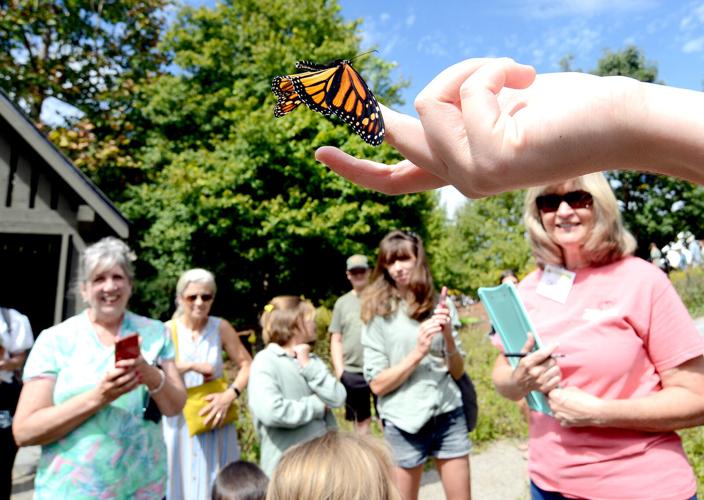 Flutterby Festival