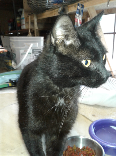Found Cat Black Cat W White Patch On Chest In Robbins Pets