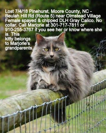 Lost Cat Long Haired Gray Calico In Pinehurst Pets Thepilot Com
