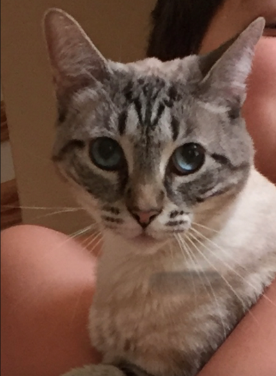 Lost Cat Cream Colored Siamese Cat In Carmeron Pets Thepilot Com
