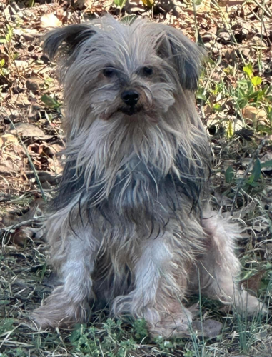 Lost Dog Lakeview