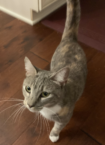 Found Cat Grey Calico In Carthage Pets Thepilot Com