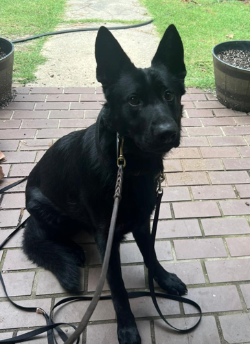 Lost black german hot sale shepherd