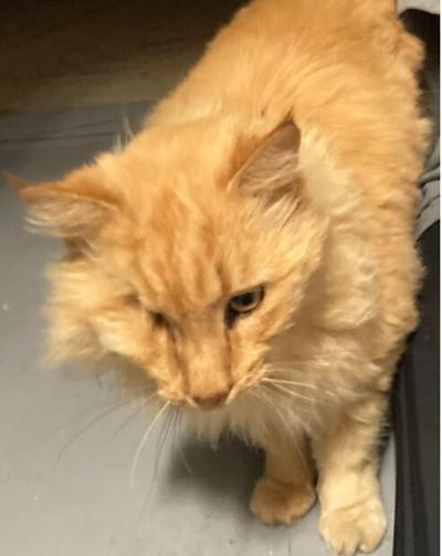 Found Cat Medium Haired Orange Cream Tabby Missing Eye Near Moore Co Airport Update Home Pets Thepilot Com