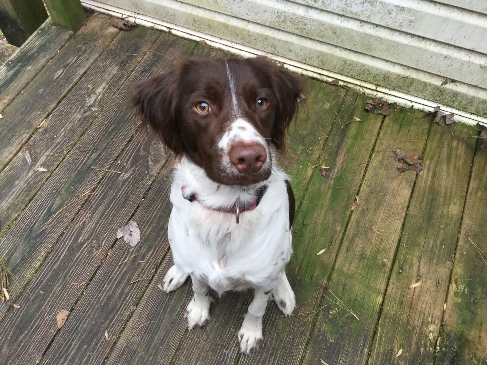 liver and white brittany spaniel