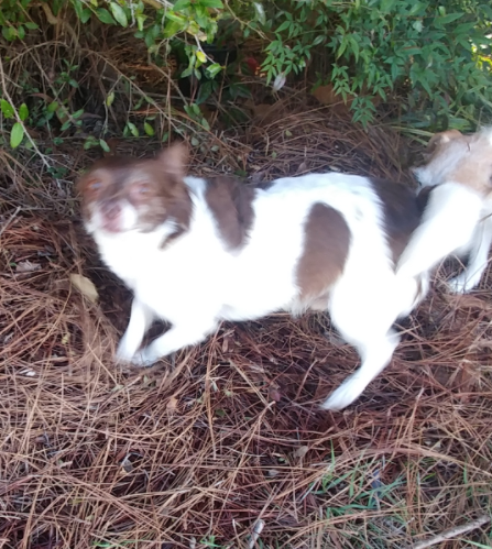 Found Dog Jack Russell Chihuahua Mix In Vass Update Owner