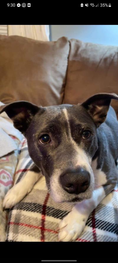 Lost Dog, Pit Bull Mix in R Sands Road Area, Reunited | Pets | thepilot.com