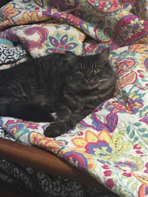 Lost Cat Dark Grey Tabby Maine Coon Mix In Pinehurst Pets