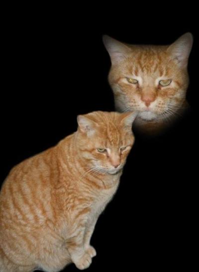 Lost Pet Large Male Orange Tabby Cat In Southern Pines Pets
