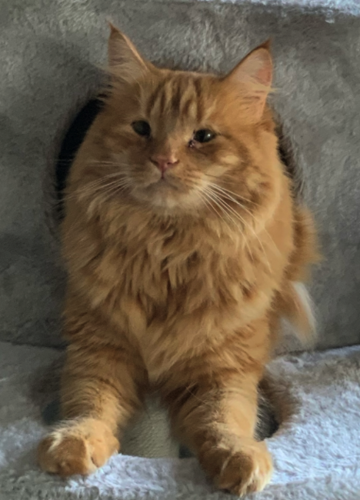 Lost Cat, Medium-haired Orange Tabby in Pinehurst | Pets 