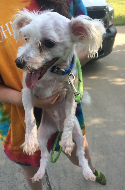 Found Dog, White Poodle Mix in Southern Pines UPDATE: DOG HOME | Pets