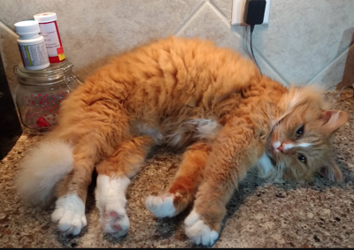 Lost Cat Orange And White Cat In Whispering Pines Update Found