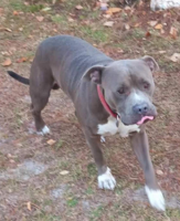 Lost Dog, Grey (Blue) and White Pitbull in Pinebluff UPDATE: FOUND