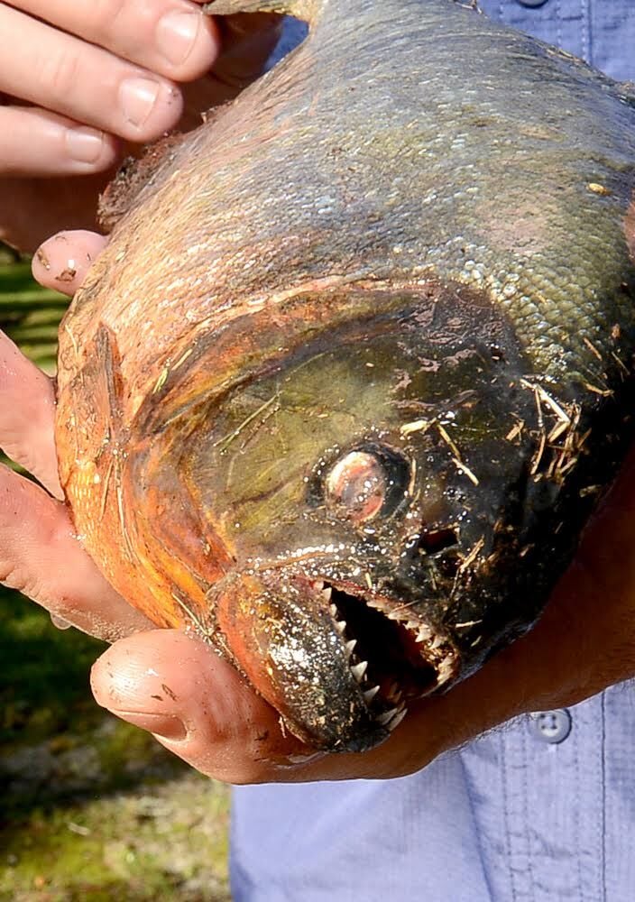 Piranha deals fish images