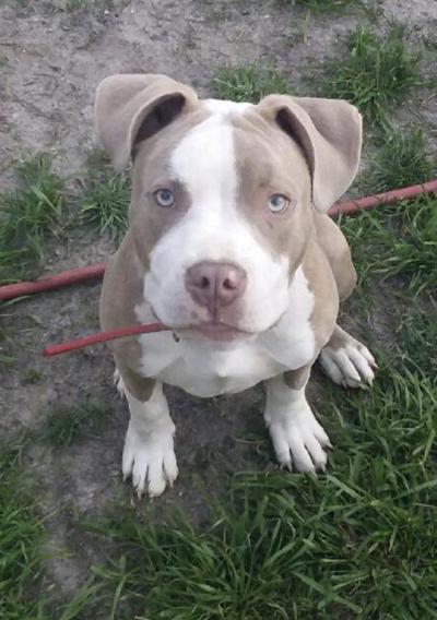 Lost Dog Gray White Amstaff Mix Near West End Update Found