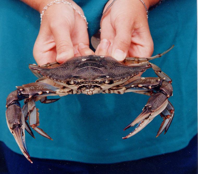 Ask the Aquarium What's the Difference Between Hard and SoftShell