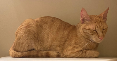 Found cheap orange cat