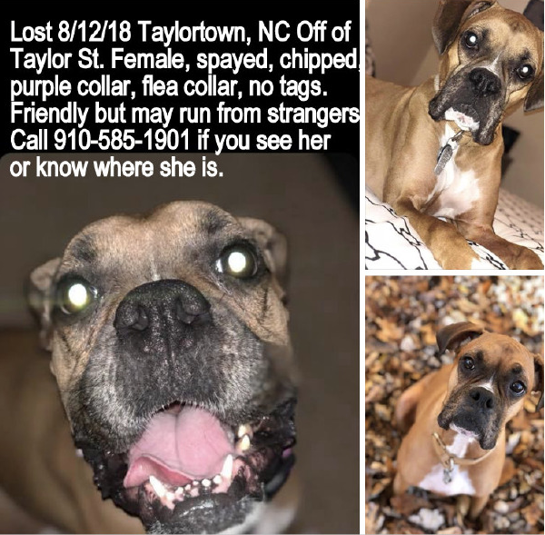 Lost Dog, Brown Boxer in Taylortown UPDATE FOUND Pets