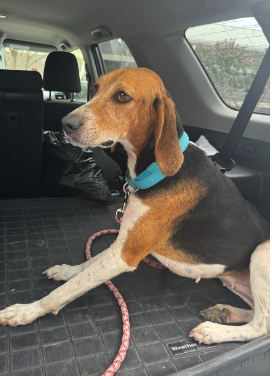 Found Dog, TriColor Hound in Cumberland County | Pets | thepilot.com