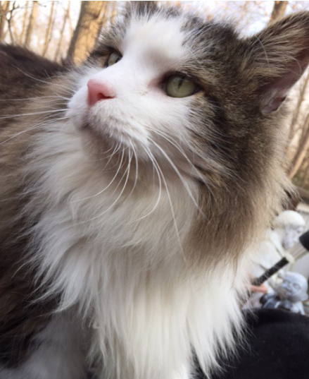 tabby maine coon tabby maine coon