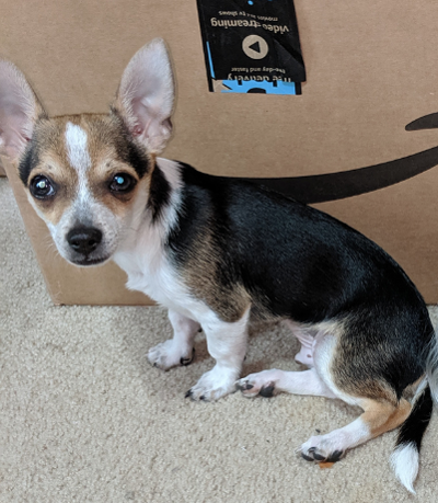 Lost Dog Tri Color Chihuahua Puppy In Vass U S 1 Area Update Found Pets Thepilot Com
