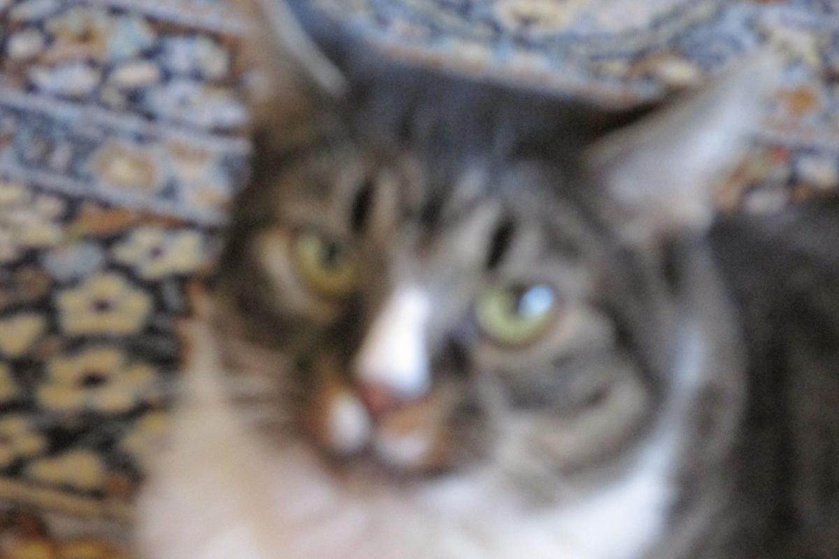 Found Cat Dark Gray And White Tabby In Pinehurst Pets