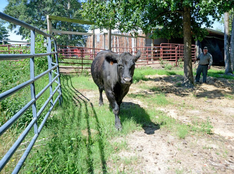 Moore County Cattle Farmers Lean on Local Support After Trump’s Proclamation