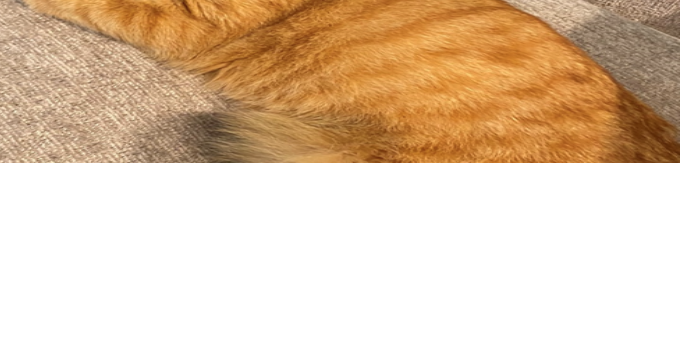Lost orange cat near best sale me