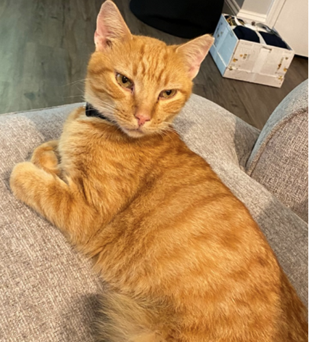 Lost 2025 orange cat