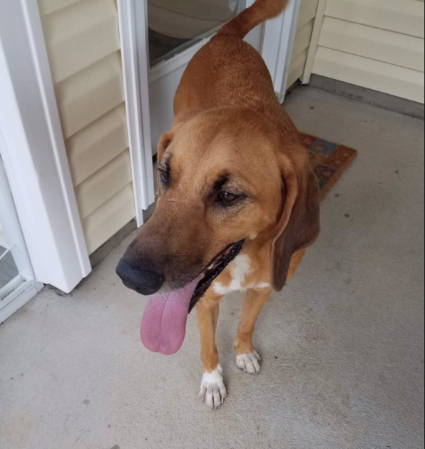 Found Dog, Brown Hound Mix in Aberdeen UPDATE OWNER LOCATED Pets