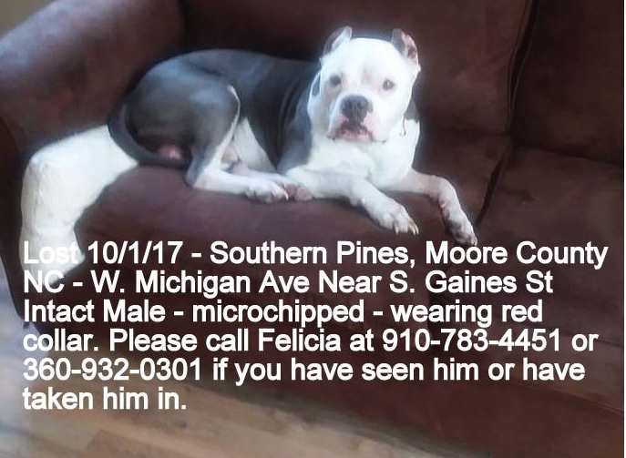 white pitbull with grey spots