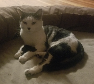 Lost Cat Black White Cat Outside Pinehurst Linden Trail
