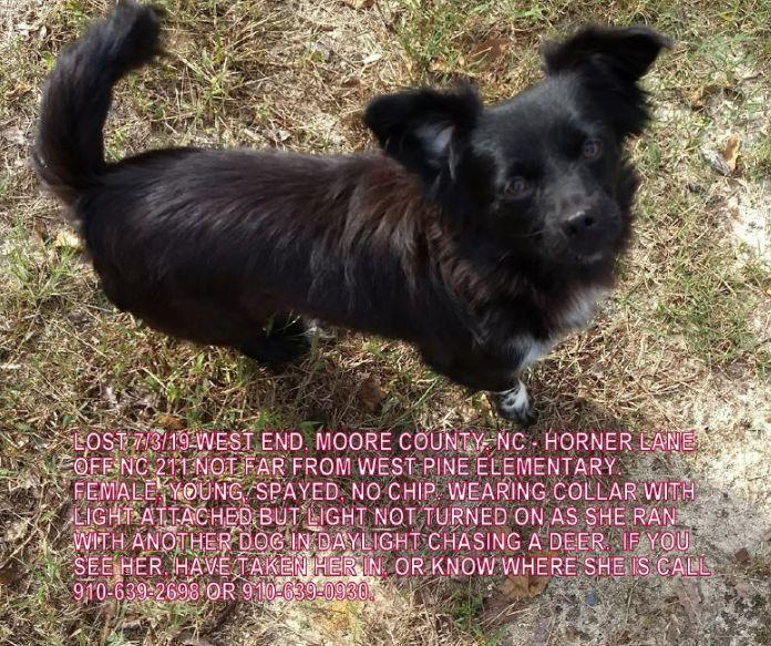 Lost Dog Black Terrier Mix In West End Pets Thepilot Com