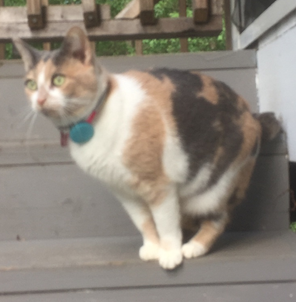 Lost calico store cat near me