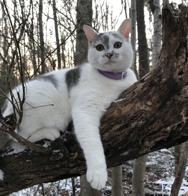 Lost Cat White Cat With Gray Spots In Whispering Pines Pets