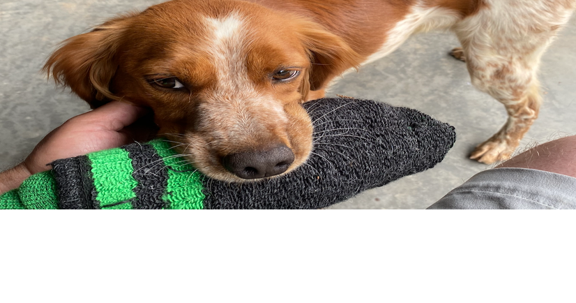 Lost brittany hot sale spaniel