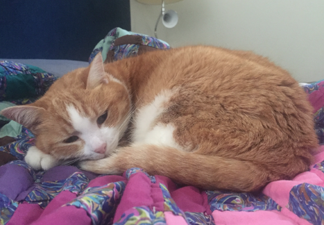 lost female orange tabby cat 73127