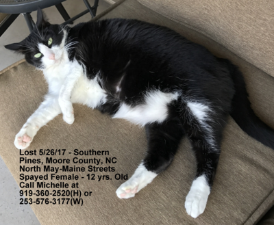 Lost Cat Black And White Cat In Southern Pines Update Found