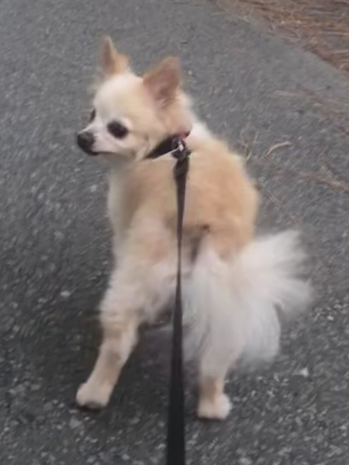 Blonde long haired hot sale chihuahua