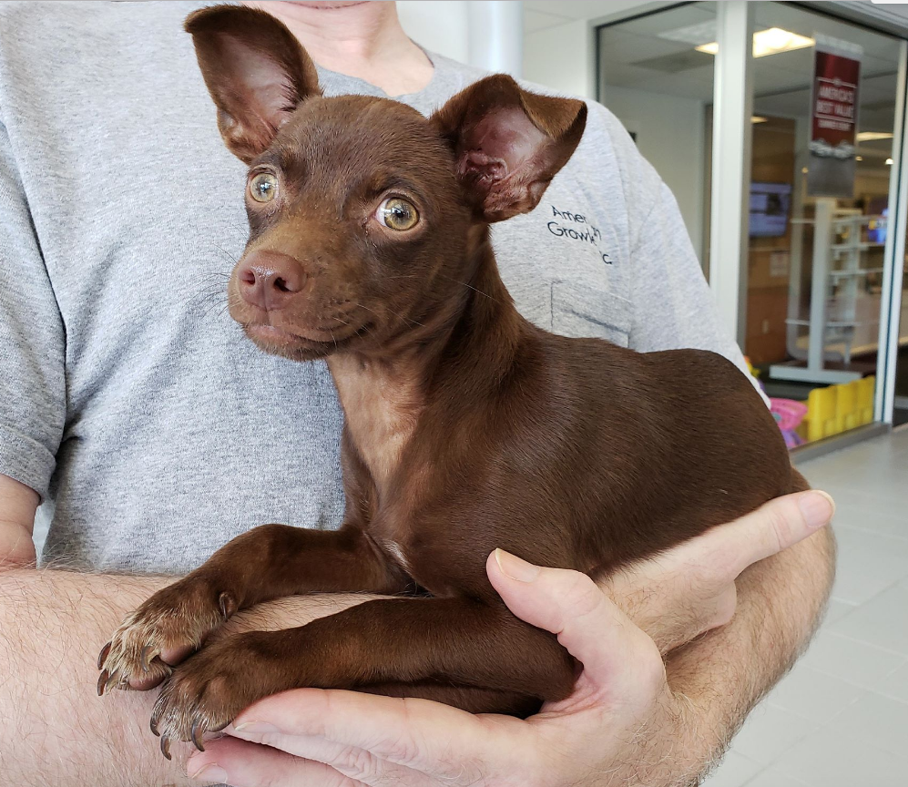 Found Dog, Chocolate Brown Chihuahua Mix in Robbins Pets
