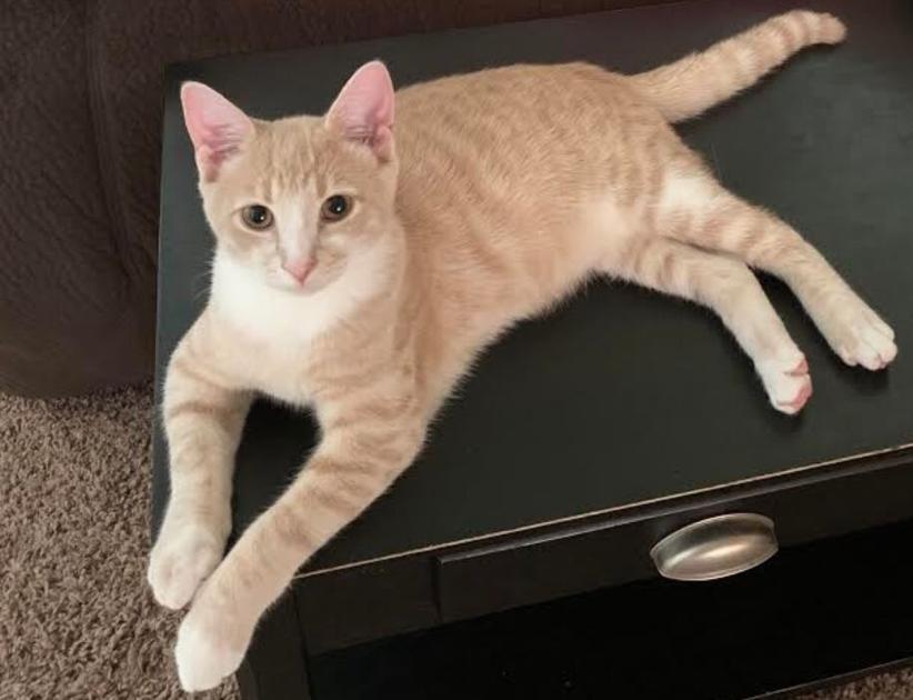 Lost Cat, Buff Orange Tabby and White Cat in Carthage UPDATE FOUND