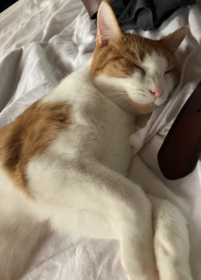 Lost Cat, Orange and White Cat in Aberdeen | Pets ...