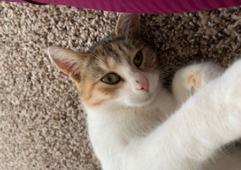 Found Cat Orange And White Cat In Vass Pets Thepilot Com