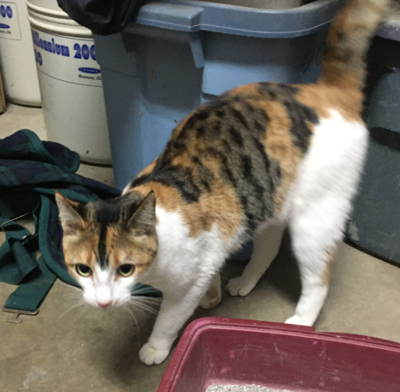 Found Cat Southern Pines