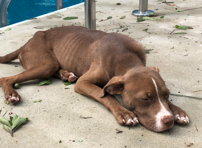 Found Dog, Brown and White Pit Mix Puppy in Cameron | Pets | thepilot.com