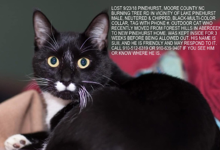 Lost Cat Black Tuxedo Cat In Pinehurst Update Found Back Home