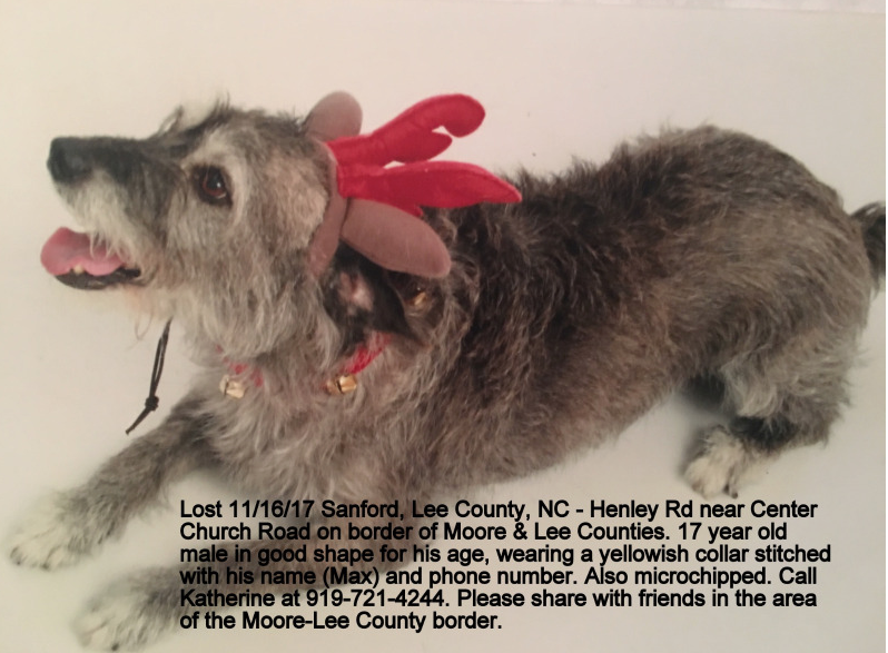 grey wire haired terrier