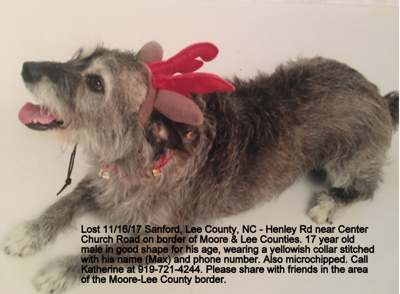 Grey wire haired terrier sales